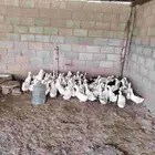 بط الإتنين ب35 ريال
