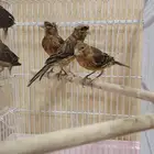 كناري انتاج البلد