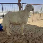 خروف حري فحل مشروووط