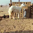 أعرض لكم رخال حريا جدعه دفيع