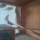 للبيع باجي إنتاج حضاير