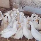 بط بكيني بياض