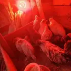 للبيع صيصان