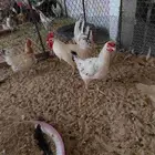 دجاج بلدي بياض