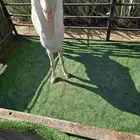 معزا مع عيالها