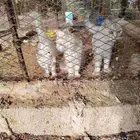 قطط شيرازي للتبني
