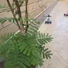شجرة بنسيانه مع الحوض للبيع لاعلى سعر قبل الساعه السادسة