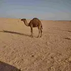 قعود للبيع الموقع حايل قعود طيب على حليب امه والشعير