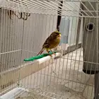 للبيع جوز كناري 200