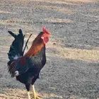 طقم دجاج عربي