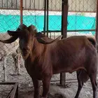 تيس فحل حار على الشرط السن جامع