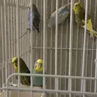طيور الحب بادجي