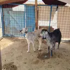 حلال