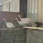 دجاج حبشي للبيع اربع حبات