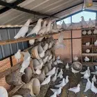 حمام فرنسي جامبو وسوبر