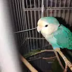 طير روز ازرق ما يعض ابدا بس مو هدد السعر على السوم