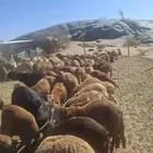 سواكن مرابي ثلاث شهور العدد 120 للبيع ومحصنه جميع التحصينات