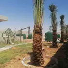 نخل