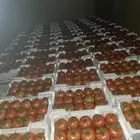 يتوفر طماط القصيم  محمي  جملة فقط.