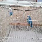 زوج منتج روز جميل اللون وحجمه كويس