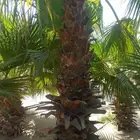 مرحبا تنسيق الحديق المزارع النخل