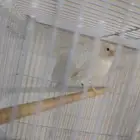 كناري سوري ابيض