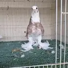 طبات ايراني