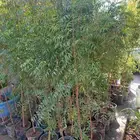 شجر نيم ارتفاع 2 متر