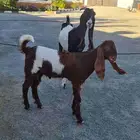 عنز هولنديه يتبعها تيس عمره 3 لشهر