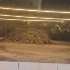 سعف جريد نخل للبيع محافظه القريات