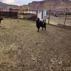 تيس فحل عارضي
