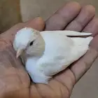ذكر كناري تصفيرته ممتازة