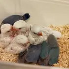 فروخ روز البينو فايلوت تركواز غر بشراهه للبيع