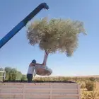 شجر زيتون للبيع بكل المقاسات ولحجام