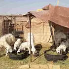 ثلاث سواكن تحتهن عيالهن