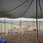 جفار بيشيات مع مشروع