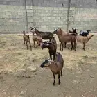 معزى بلديه