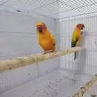 صن كنيور شمسي صبغه قويه ومنتج((تم البيع))