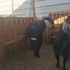 معزا حيل السمن وسط وحده جامع وحد بدايه رباع وحده بداية جامع