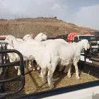 خرفان بلدي ابها بني مالك المحالة