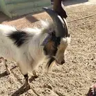 زوج ماعز قزم امريكي