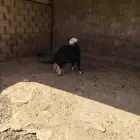 نجديه ثنيه دافع شرط فحص سونار