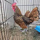 دجاج سبرايت