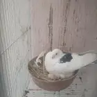 زوج مسود سوري