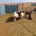 للبيع بهم نعيم مراح واحد طيبات وسليمه شرط العدد 6