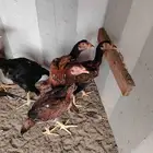 دجاج باكستاني