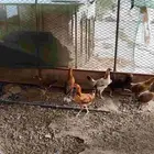 دجاج عربي عمر خمسة شهور