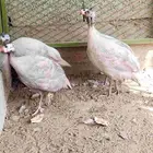 حجل نوادر اللون كريمي الاربع كله اناثي