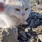 قطه متربيه منزليه لاتعاني من شي