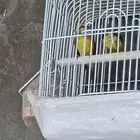 ياسمين موزمبيقي